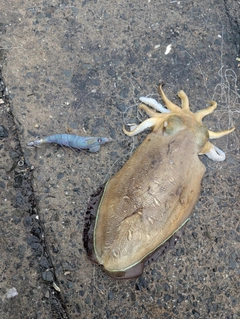 モンゴウイカの釣果