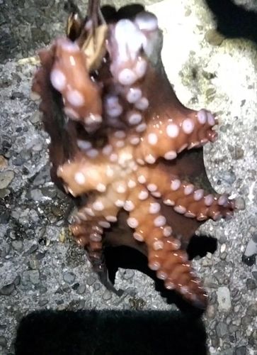 タコの釣果