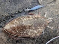 モンゴウイカの釣果