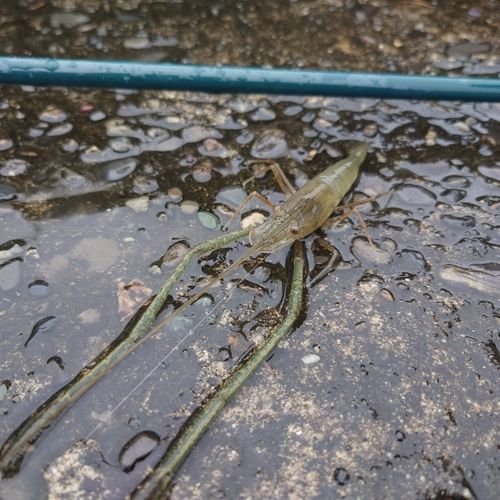 テナガエビの釣果