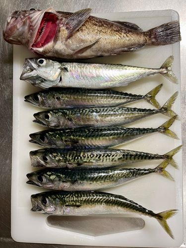 サバの釣果