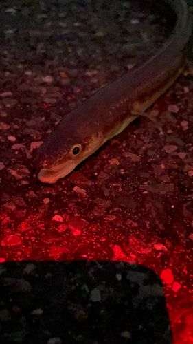 アナゴの釣果