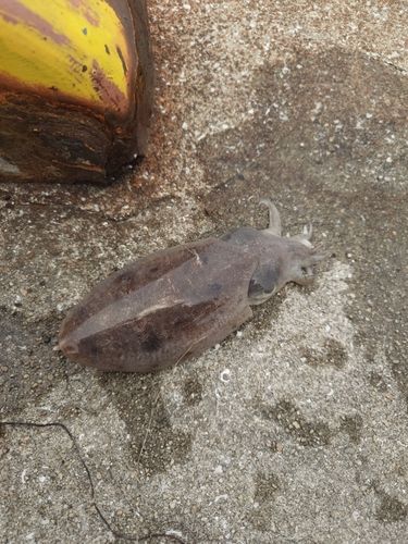 コウイカの釣果