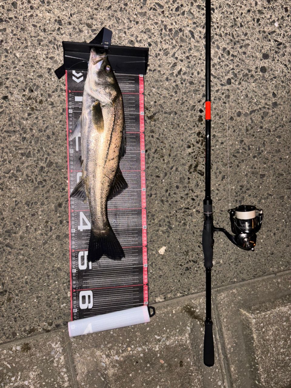 シーバスの釣果写真