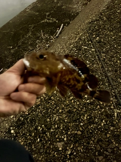カサゴの釣果