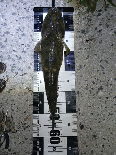 マゴチの釣果