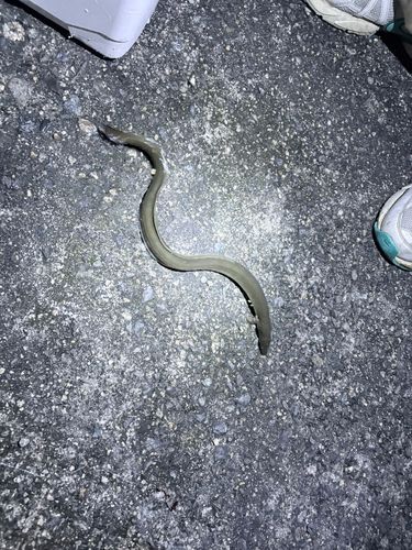 ウナギの釣果