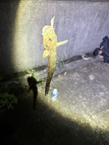 ハゼの釣果