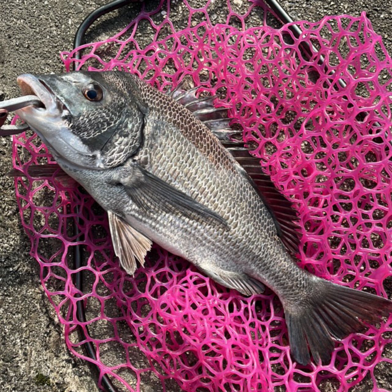 チヌ・ガシラの釣果写真