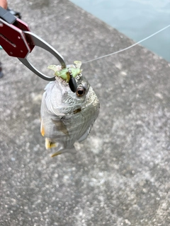 キビレの釣果