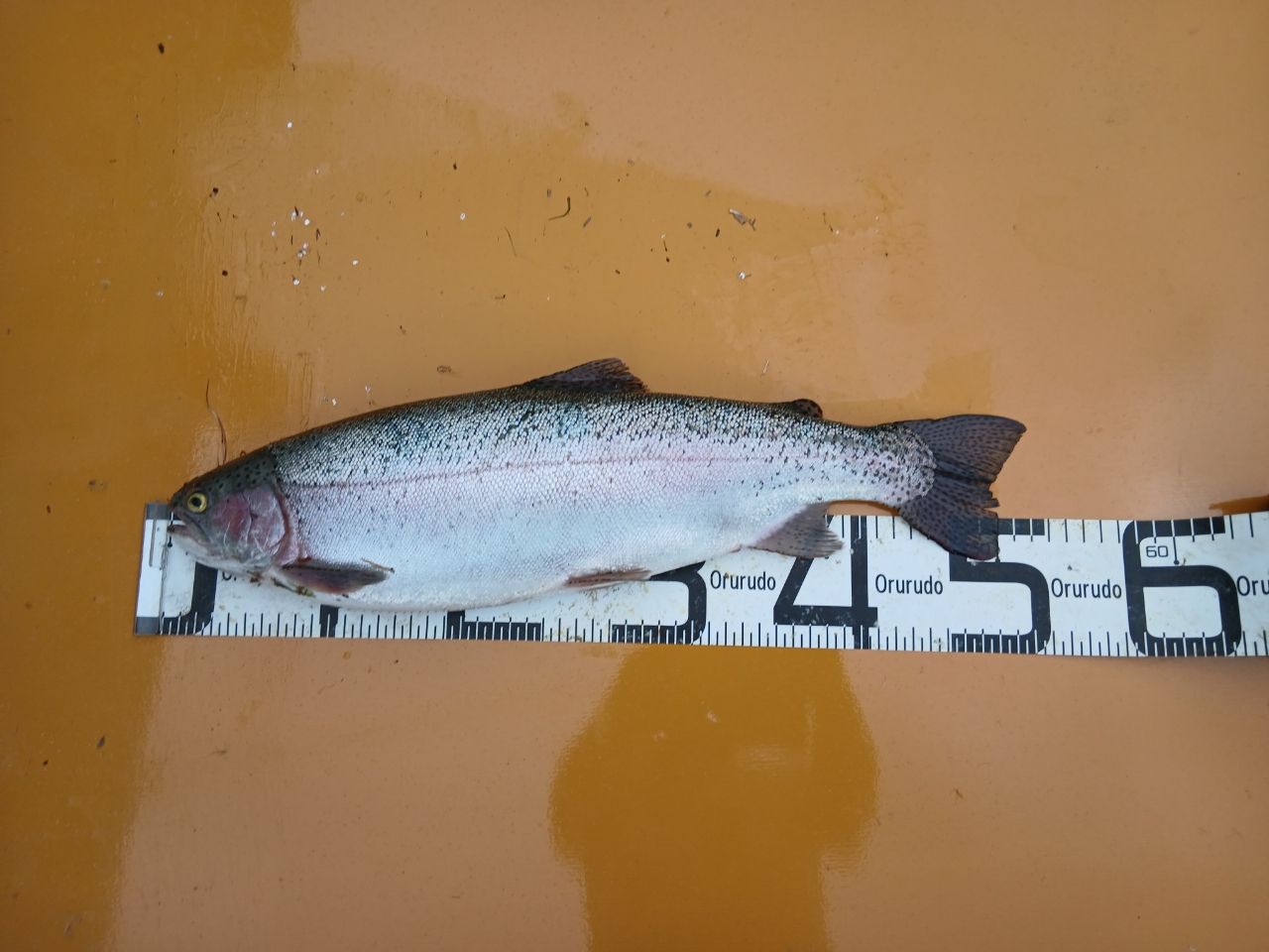 ニジマスの釣果写真