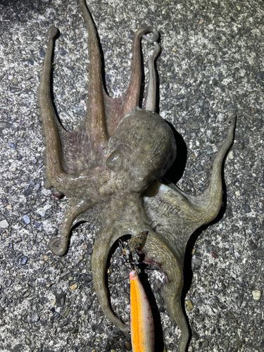 タコの釣果