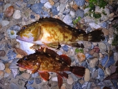 ガシラの釣果