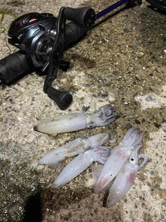 ヒイカの釣果