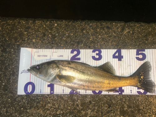フッコ（マルスズキ）の釣果