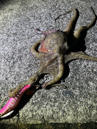 タコの釣果
