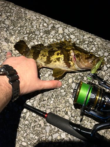 タケノコメバルの釣果
