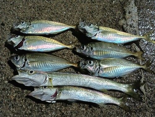アジの釣果
