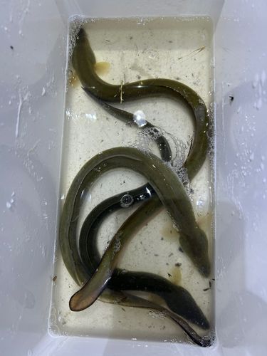 ウナギの釣果