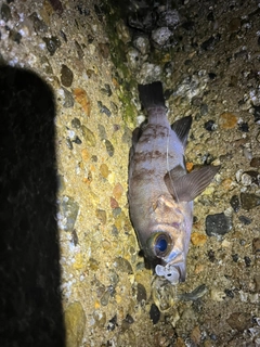 メバルの釣果