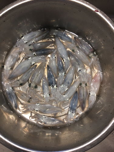 ヒイカの釣果