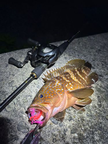 キジハタの釣果