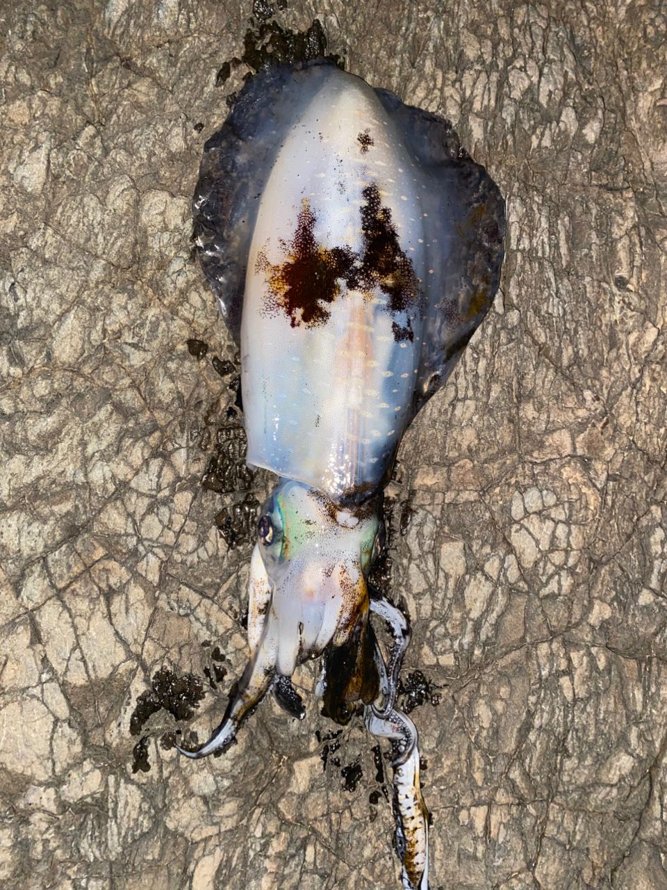 アオリイカの釣果写真