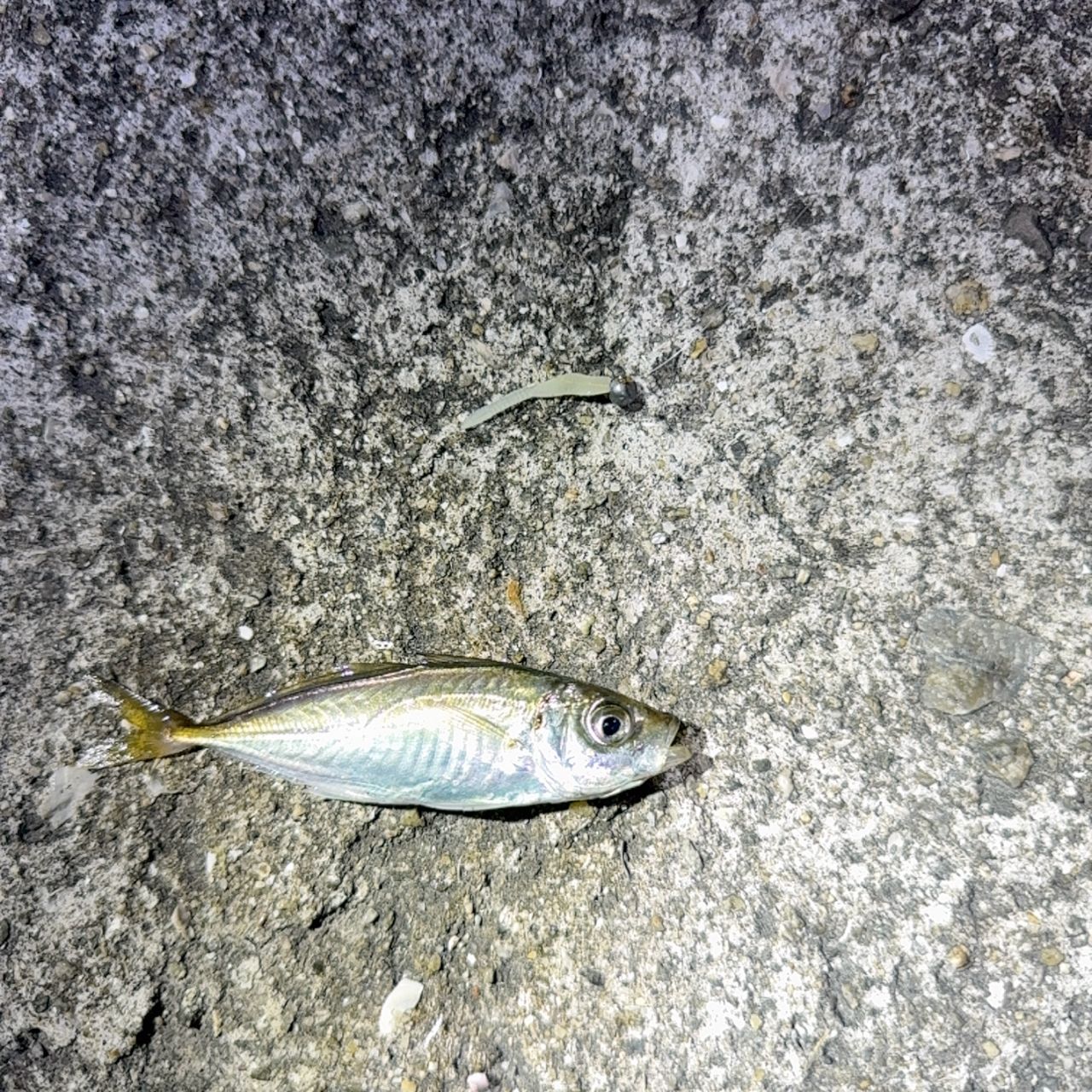 アジの釣果写真