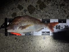 マダイの釣果