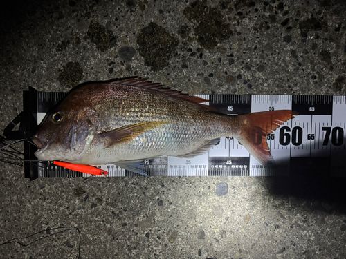 マダイの釣果