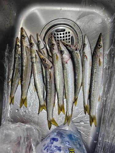 カマスの釣果