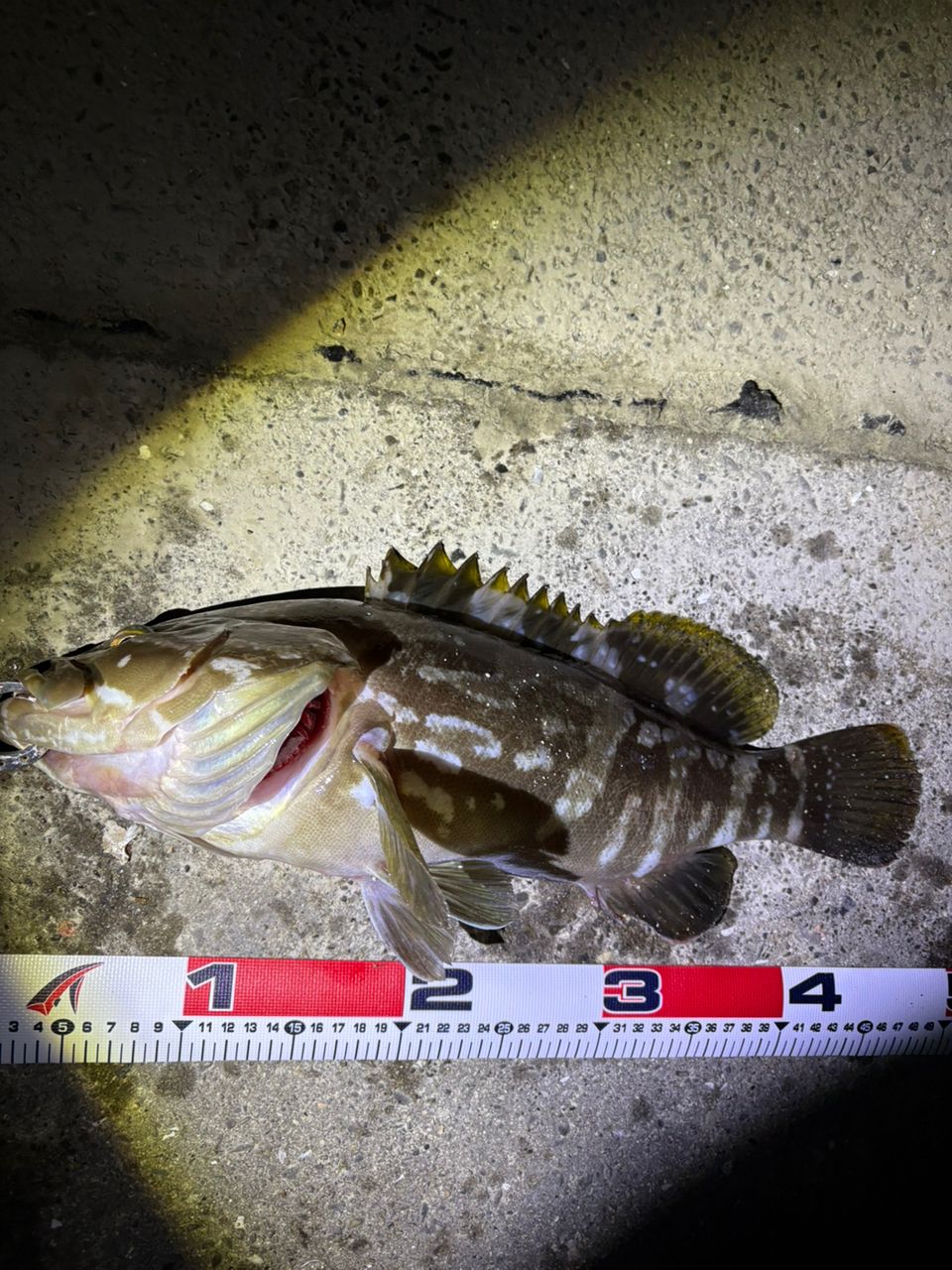 クエの釣果写真