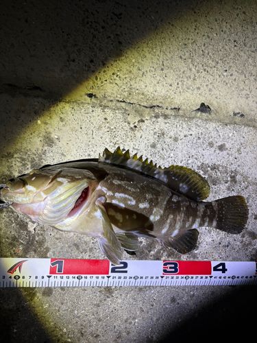 クエの釣果