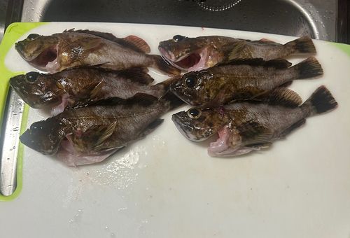 キスの釣果