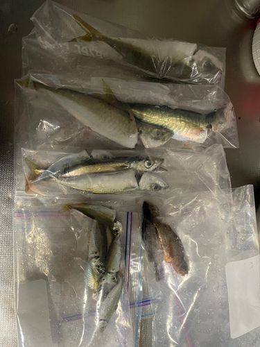 グレの釣果