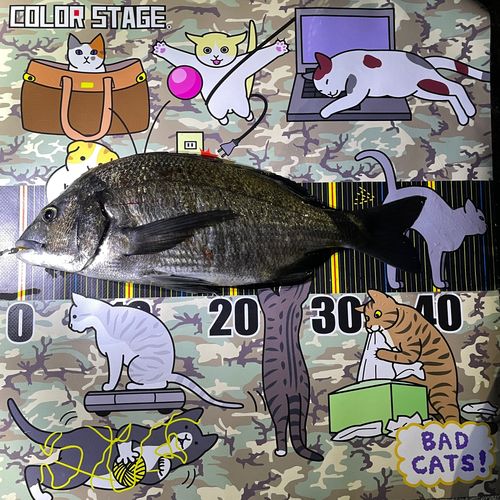 クロダイの釣果