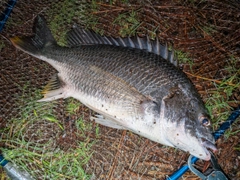 キビレの釣果