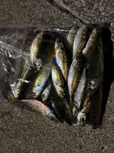 マアジの釣果