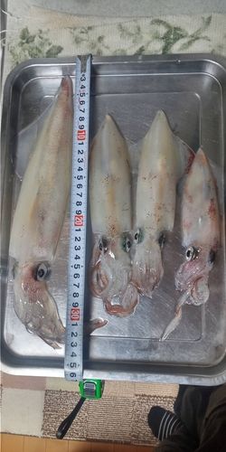 ケンサキイカの釣果