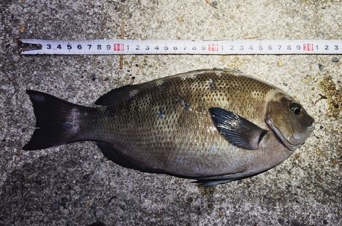 グレの釣果