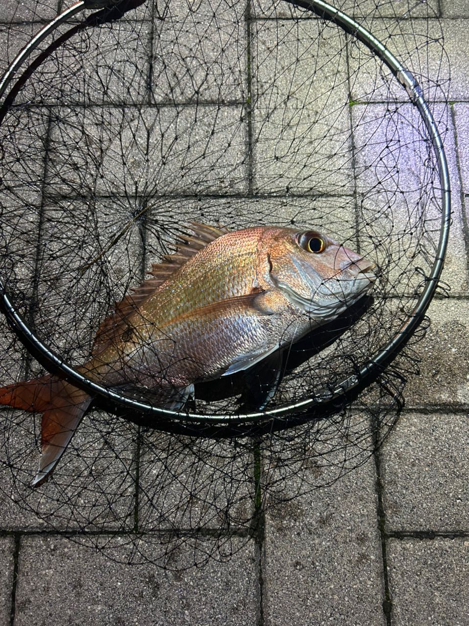 タイの釣果写真