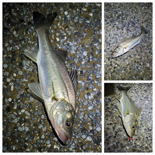 セイゴ（マルスズキ）の釣果