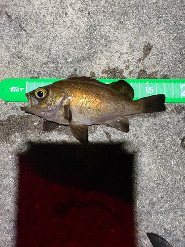 メバルの釣果