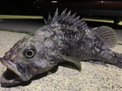 クロソイの釣果