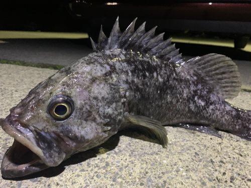 クロソイの釣果
