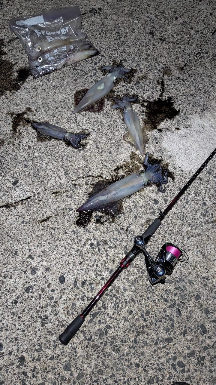 シロイカの釣果写真