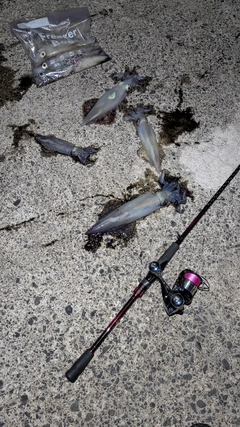シロイカの釣果