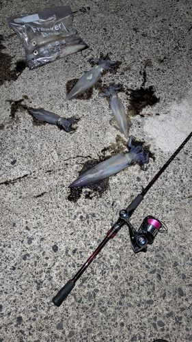シロイカの釣果