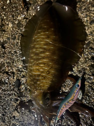 アオリイカの釣果