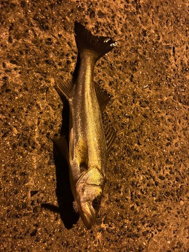 セイゴ（マルスズキ）の釣果